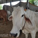 गौ शाला